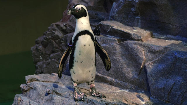 penguin-aquarium.jpg 