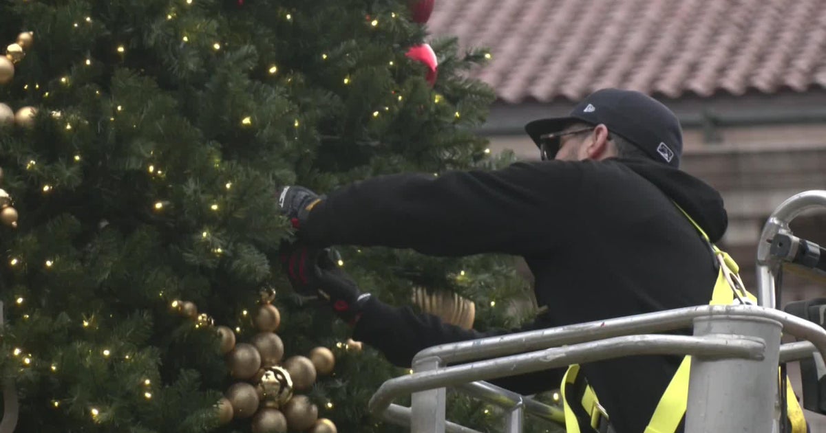 Massive Christmas tree returns to Rice Park after 3year absence CBS