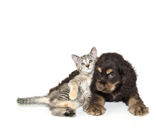 3 instances to purchase pet insurance coverage