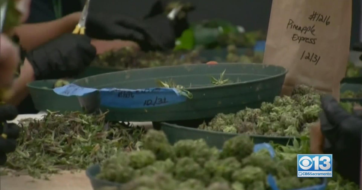 city-offers-help-to-sacramento-area-marijuana-businesses-amid-rising