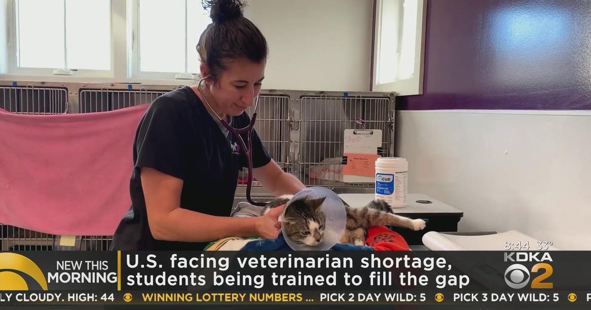 U.S. facing veterinarian shortage CBS Pittsburgh