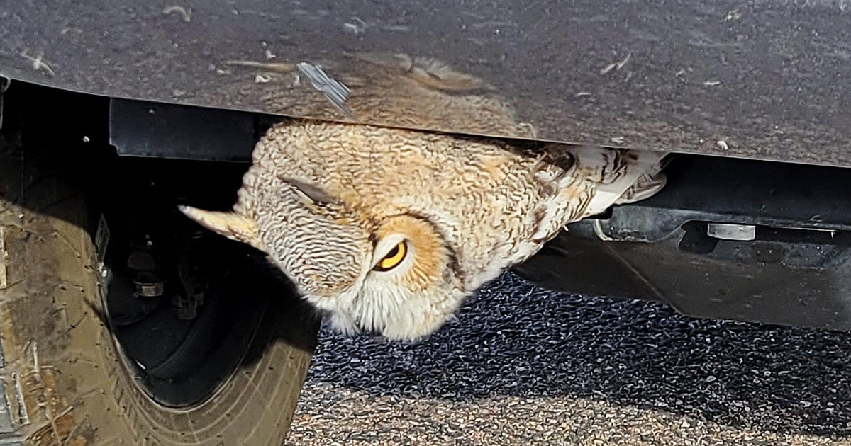 Great horned owl rescued from truck grille cbs colorado