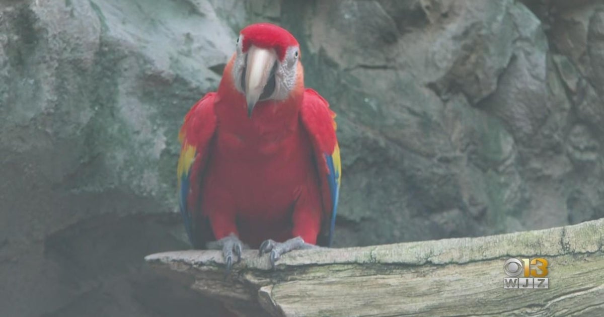 New, improved Upland Tropical Rainforest project at National Aquarium