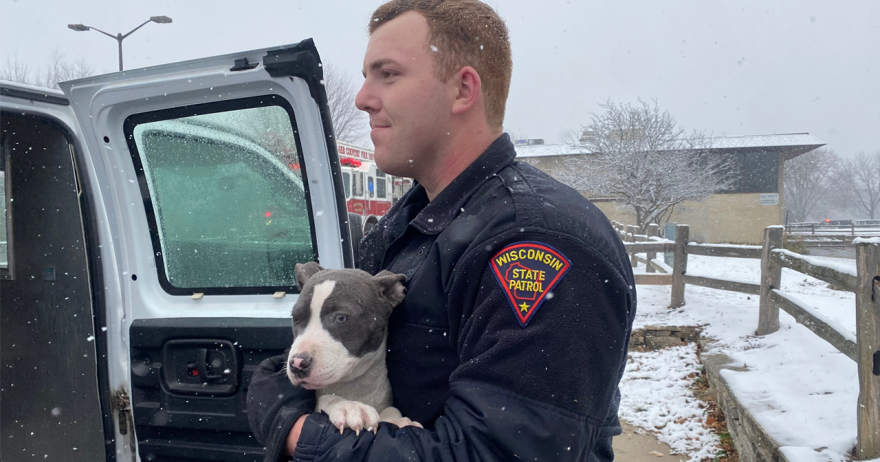 Wisconsin plane crash; 3 people, 56 dogs on board not seriously hurt