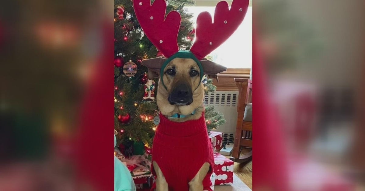 'Luna' and 'Max' top list of 2022 most popular dog names CBS Chicago