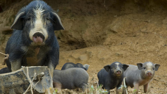 Cute Vietnamese Pot Bellied Pig With Piglets 