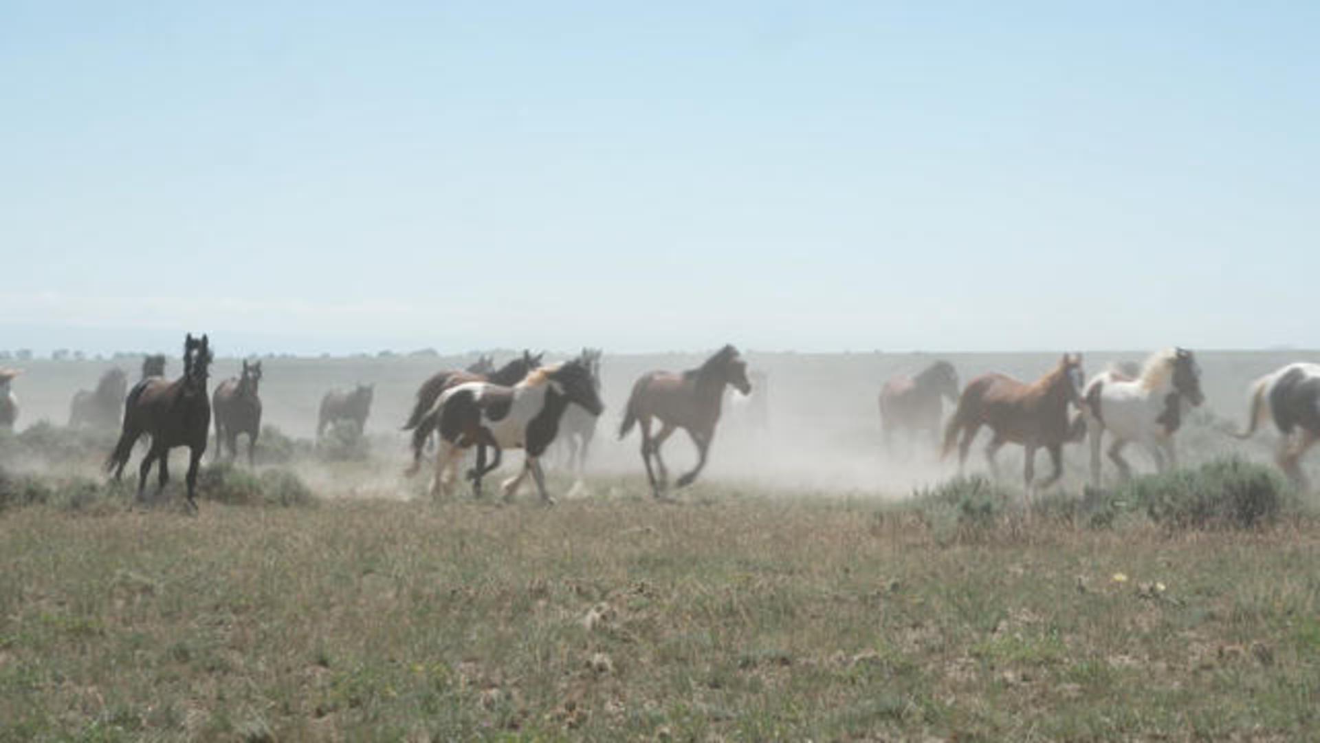 Can Horses Eat Johnson Grass? Unveiling The Truth Behind Equines and This Common Forage