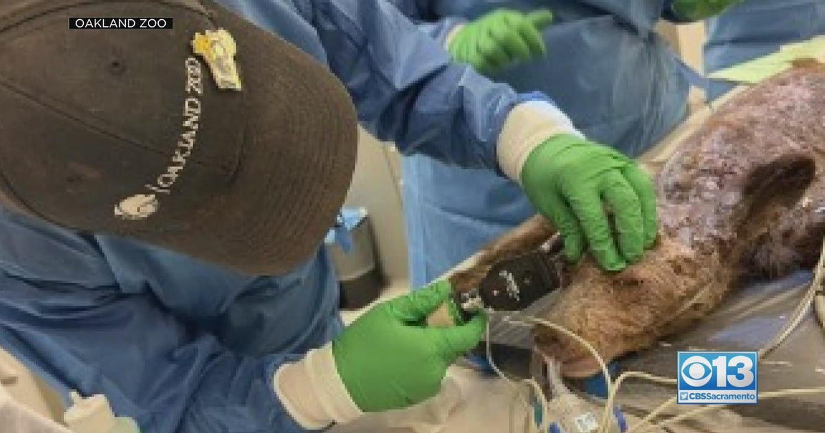 Tahoe bear found gravely ill transferred to Oakland Zoo for life-saving mission