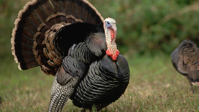 Wild Turkey in Courtship Display 