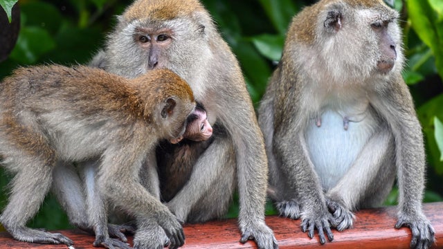 SINGAPORE-ENVIRONMENT-ANIMAL 