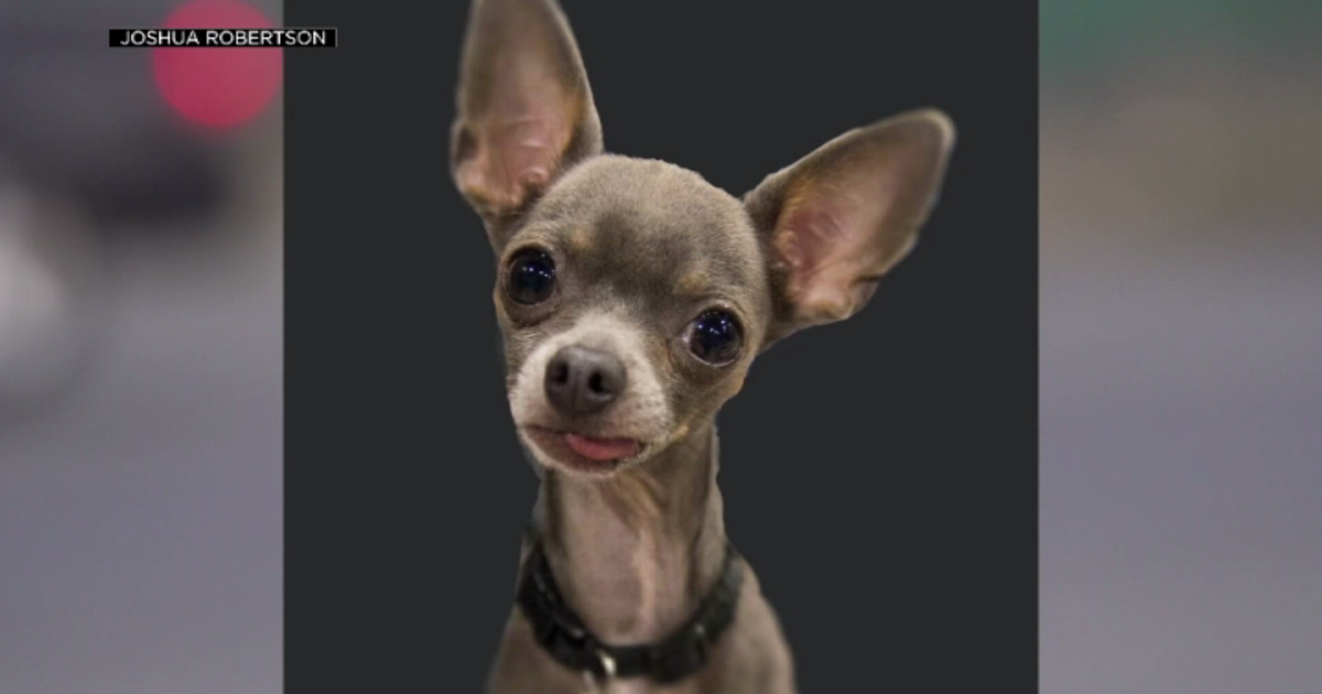 Faith in humanity restored: Neighbors rally to find dog missing after fatal DUI crash in Rio Linda