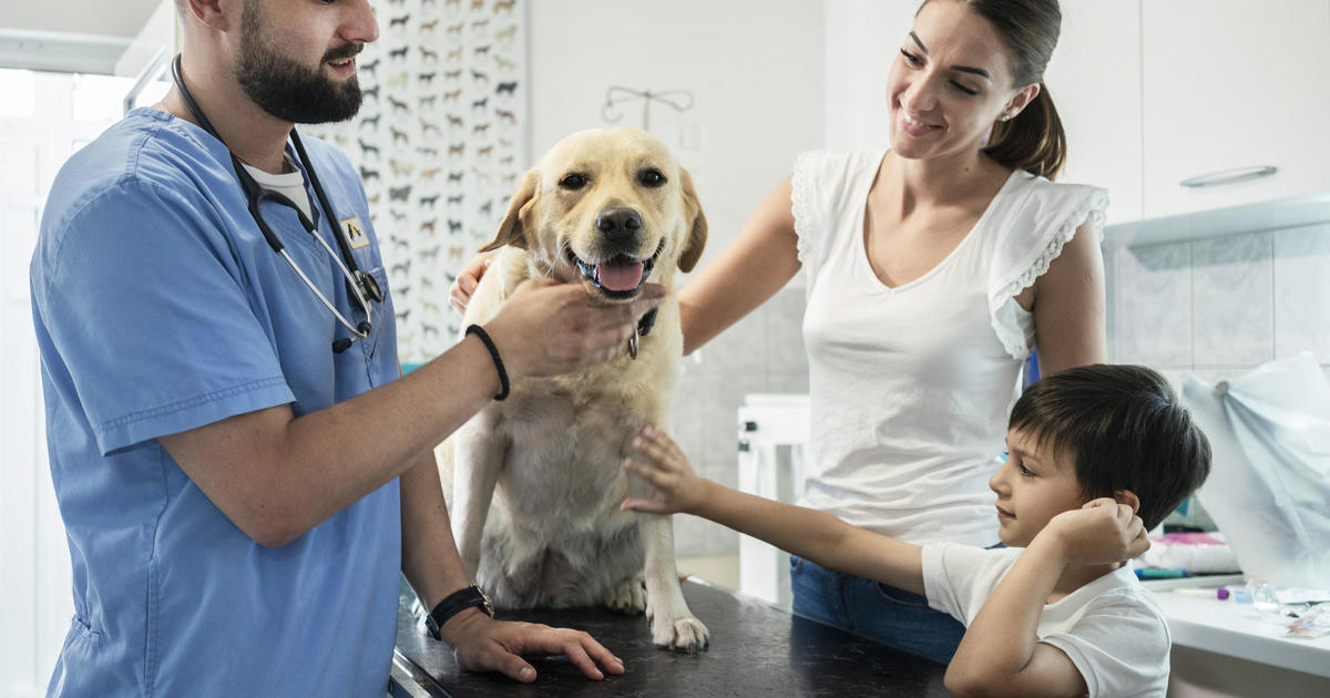 How to pick a pet insurance provider