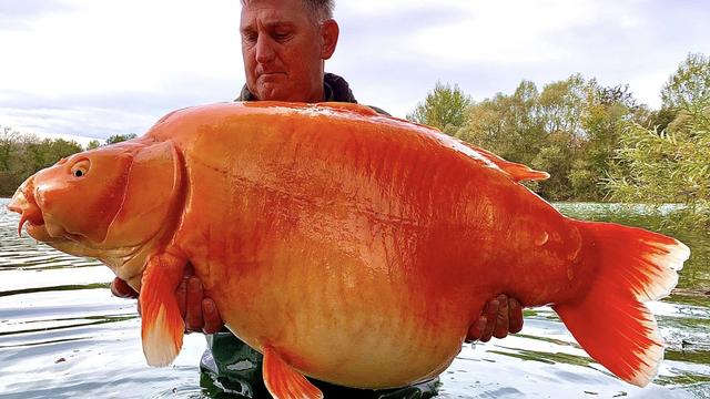 A fisherman caught a massive goldfish-like carp weighing 67.4 pounds. It's named The Carrot