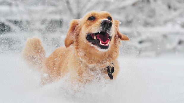 Golden retriever dog running on fresh snow 