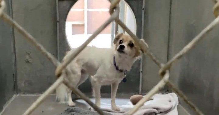 Century-old Berkeley plumbing firm helps discover pets a perpetually residence Century-old Berkeley plumbing firm helps discover pets a perpetually residence