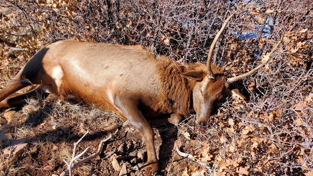 elk-poachings-1-bull-elk-sw-of-norwood-from-cpw-copy.jpg 