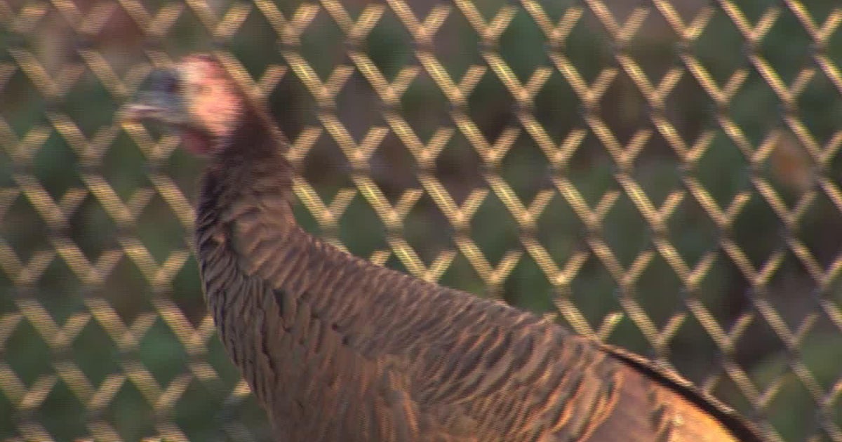 What's up with all the turkeys in Massachusetts? CBS Boston