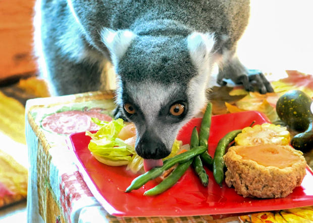 Brookfield Zoo Lemurs 4 