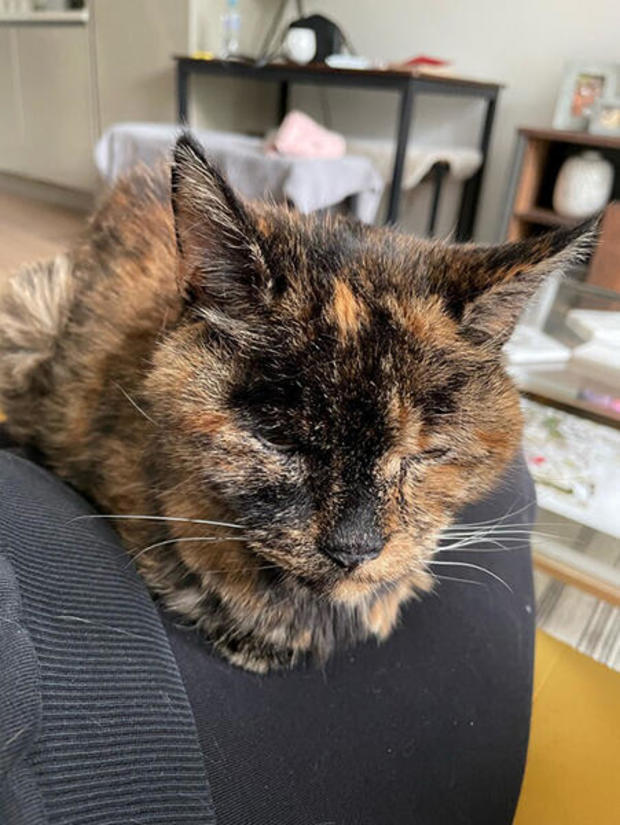 Flossie, world's oldest cat, is about to turn 27 years old