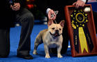 National Dog Show Hosted By The Kennel Club of Philadelphia 
