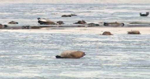 Dozens of geese, mallards found dead on Waseca's Loon Lake CBS Minnesota