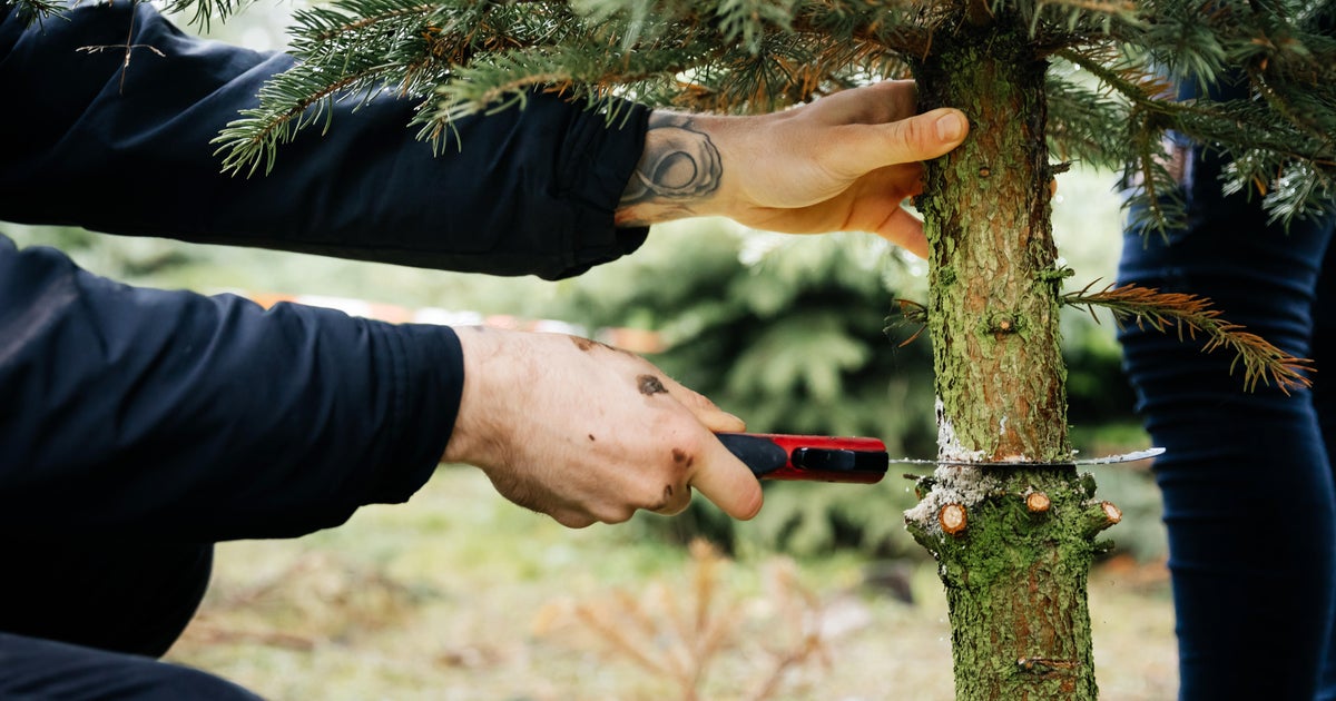Get your permit to cut down your own tree this year CBS Colorado
