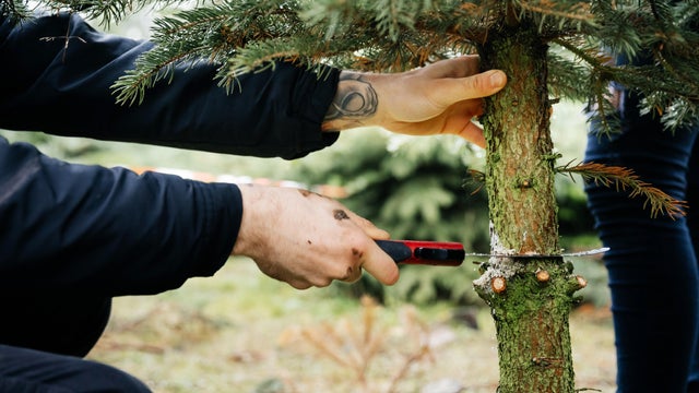 Young Man Cutting Down Pine Tree To Take Home For Christmas 