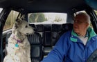 60-smartestdogintheworldrewind-10.jpg 