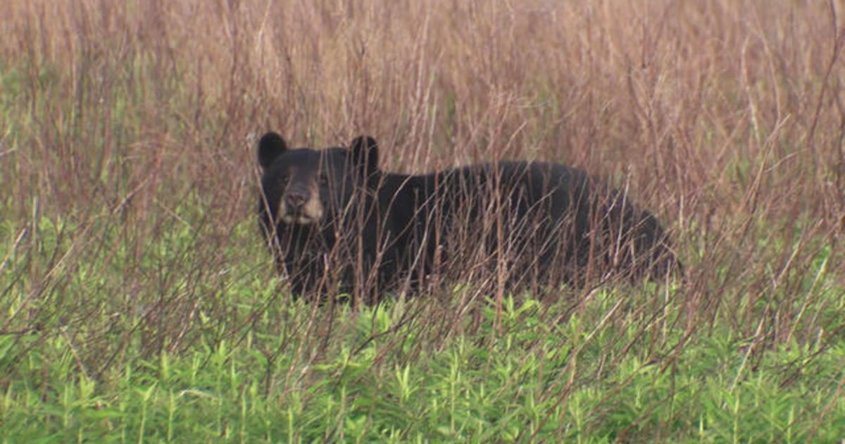 Nature: Bears in North Carolina