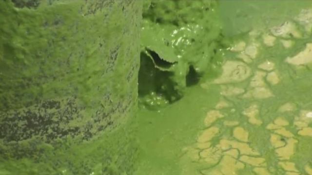 algaebloom.jpg 