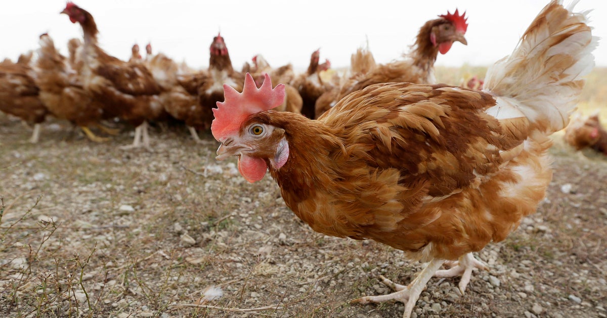 Bird flu prompts slaughter of 1.8 million chickens in Nebraska - CBS News