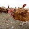 U.S. to test vaccine against bird flu outbreak