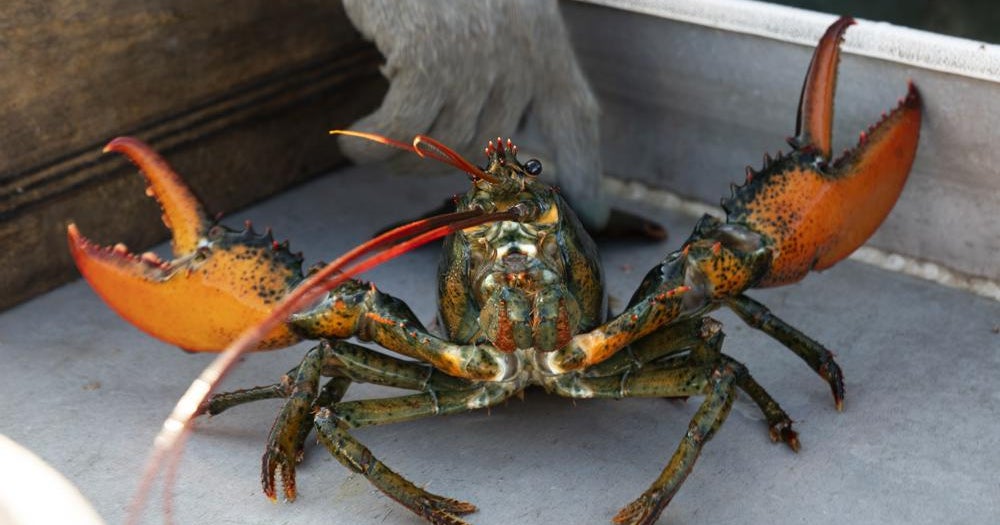 Whole Foods pulls Maine lobster from stores over concern for whale safety