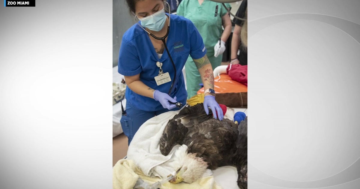 Rita the bald eagle recovering at Zoo Miami right after struggling ‘horrible injury’