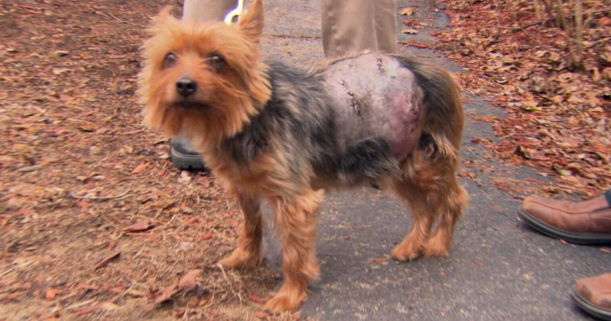 Man and dog attacked by bear outside New Hampshire home