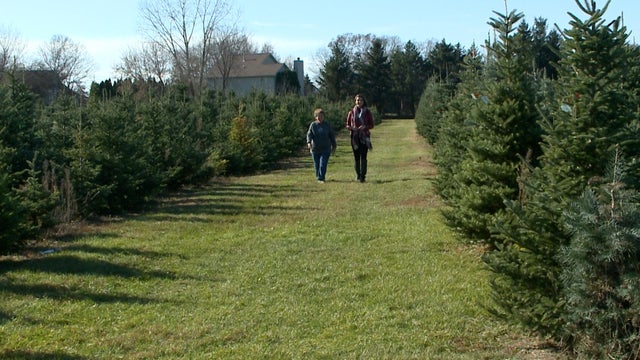 sow-christmas-trees-copy-01-00-04-00-05-still002.jpg