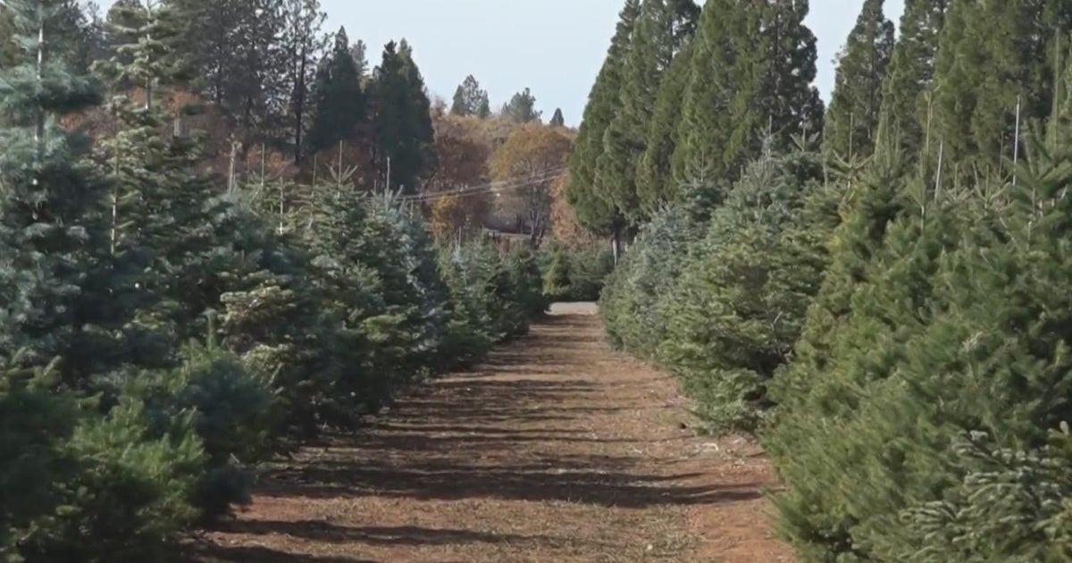 Christmas trees selling quickly ahead of holiday season, drought raises concerns over future - Vimarsana News