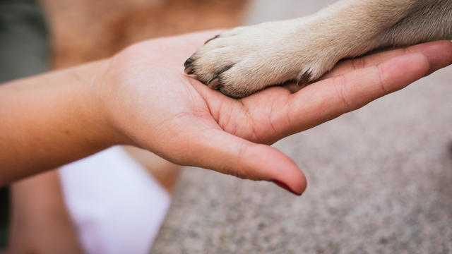 owner's hand and paw of a pug in a park 