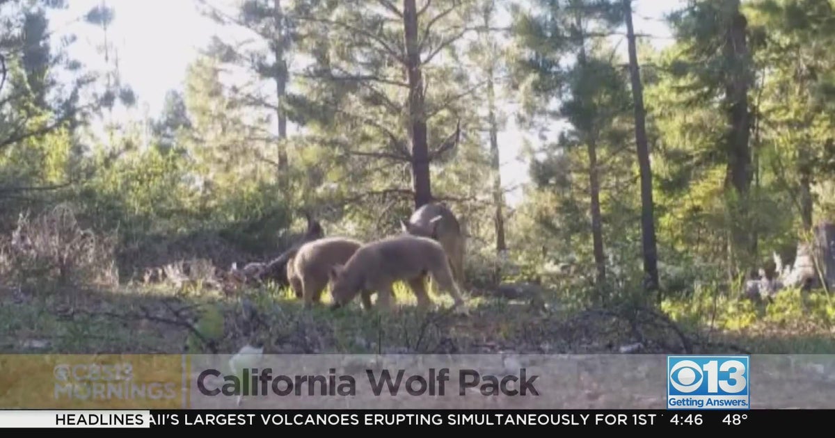 California wolf pack increase after birth of 8 wolves
