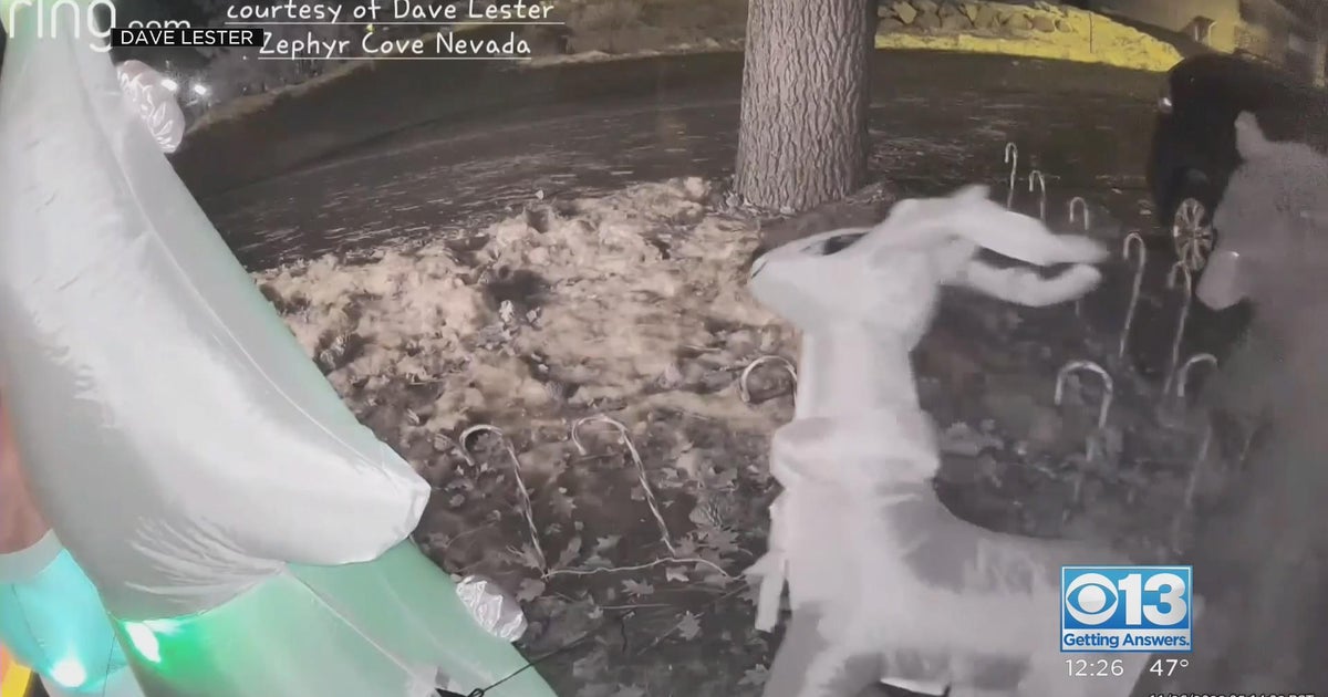 Bear attacks inflatable reindeer in Lake Tahoe