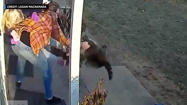 Security camera footage shows a mother holding her 5-year-old daughter under her arm and trying to pull a raccoon off the child's leg. 