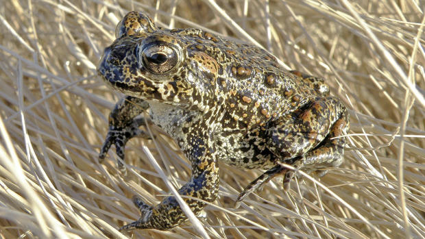 Endangered Toad 