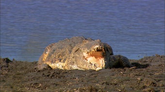 Gorongosa | 60 Minutes Archive 