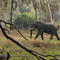 Restoring Gorongosa National Park after decades of war