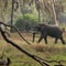 Restoring Gorongosa National Park after decades of war