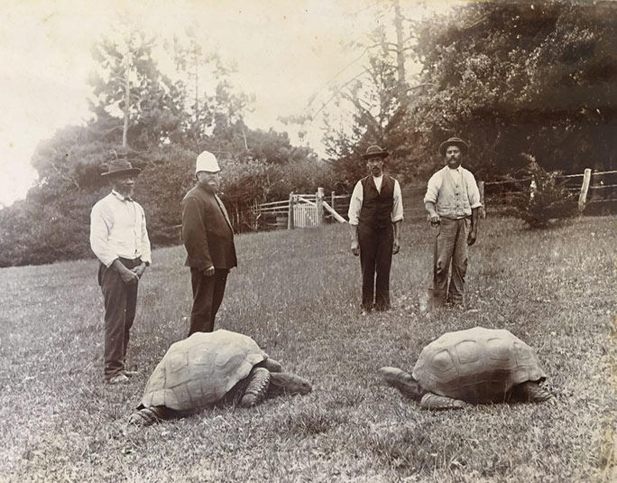 world-s-oldest-land-animal-jonathan-the-tortoise-celebrates-190th