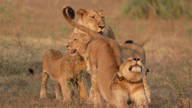 gorongosascreengrabs09.jpg