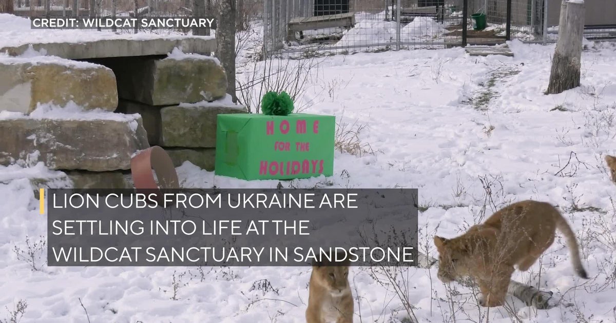 Cute Lion cubs rescued from Ukraine play in the snow for the first