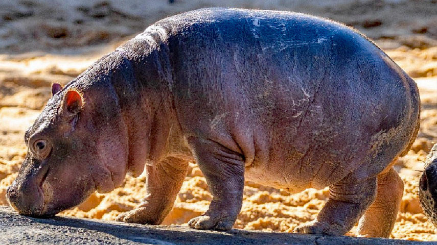 Dallas Zoo hippo baby 'Kalo' makes public habitat debut - CBS Texas