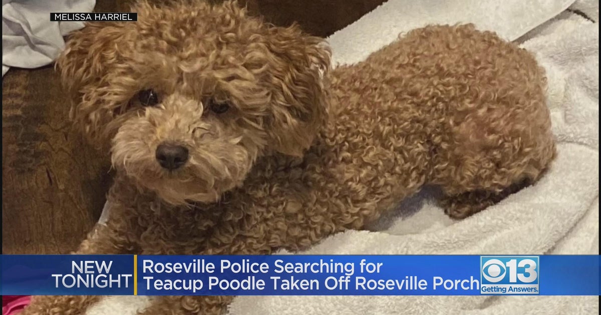 Roseville police searching for teacup poodle taken off porch